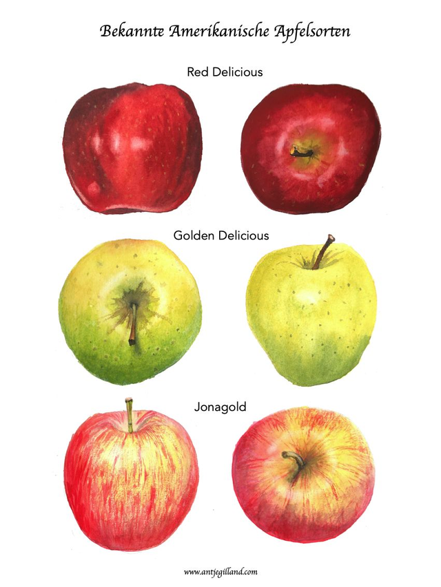 Apfelsorten aus Amerika - Kunstdruck in A4