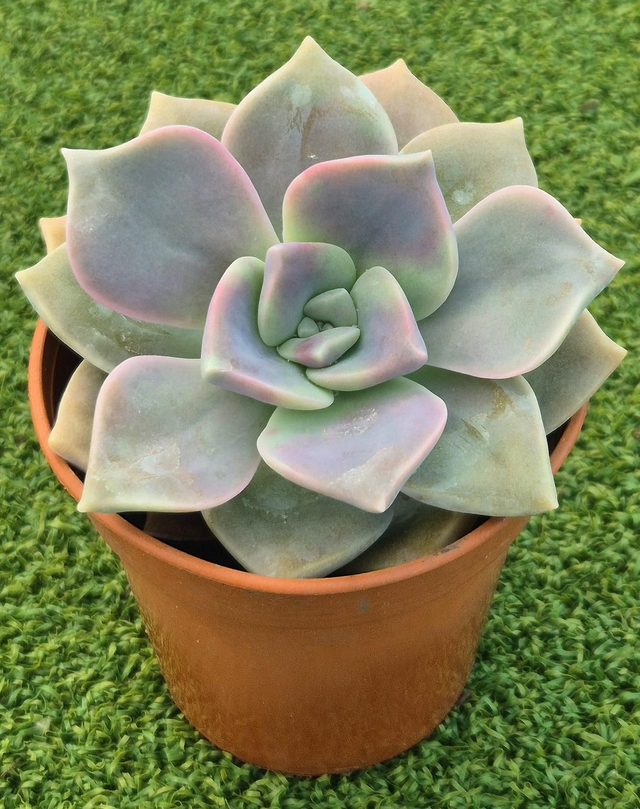 Graptopetalum 'Purple Delight'