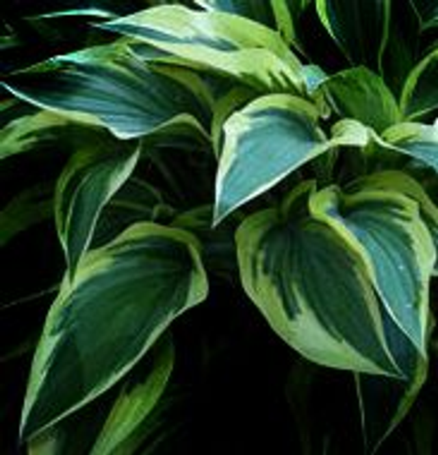 Hosta 'Bobcat' 