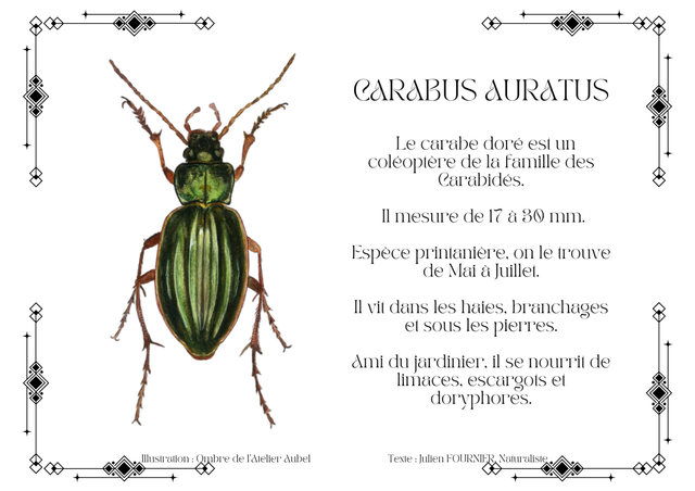 Carabus auratus texte