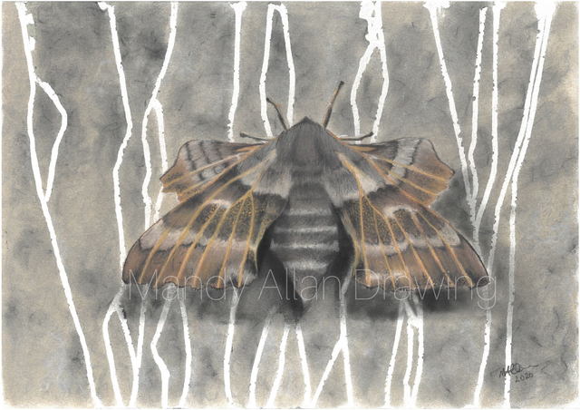 "Poplar Hawk Moth- Underpass" Original Drawing  