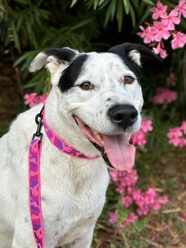 Collier pour chien en sangle – Léger, confortable et ajustable