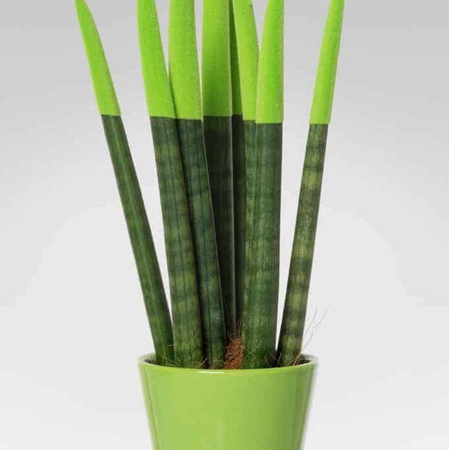 Sanseveria Cylindrica Tubolaris