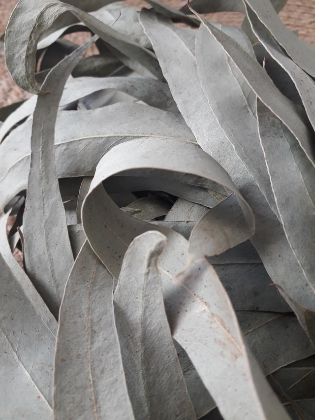 Feuilles juvéniles d’Eucalyptus pour Tisanes, Inhalations et préparations d&#039;herboristerie