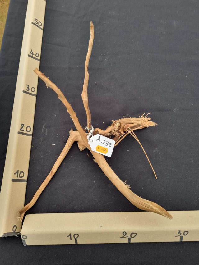 Racine araignée A-232