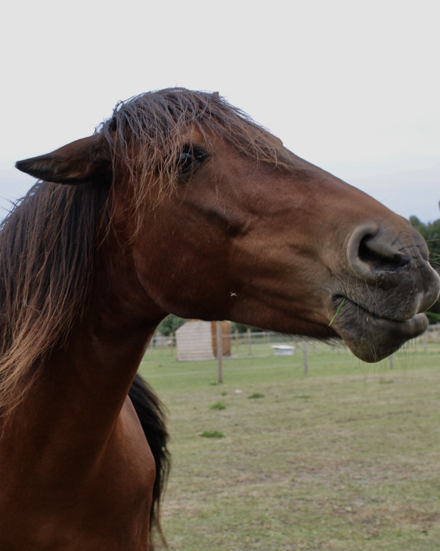 Pony Voyou