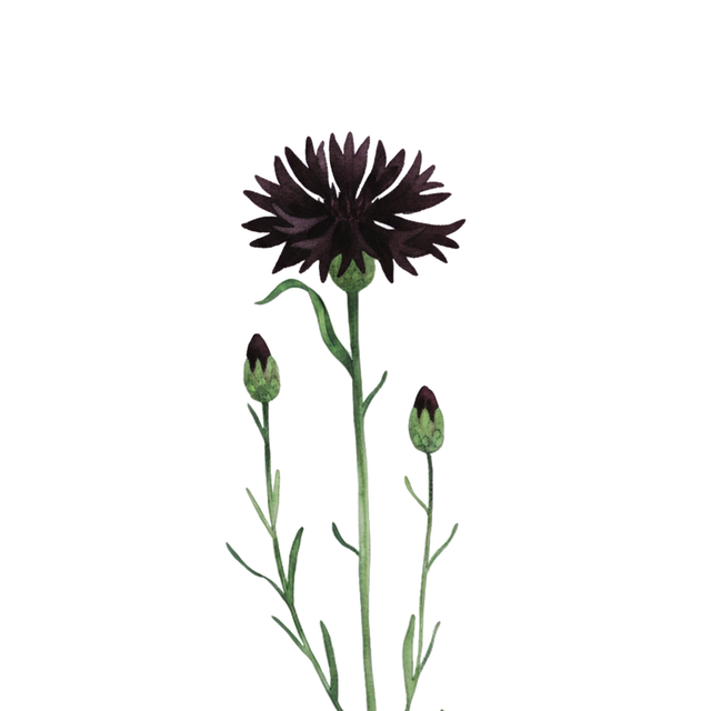Cornflower 'Black Ball'