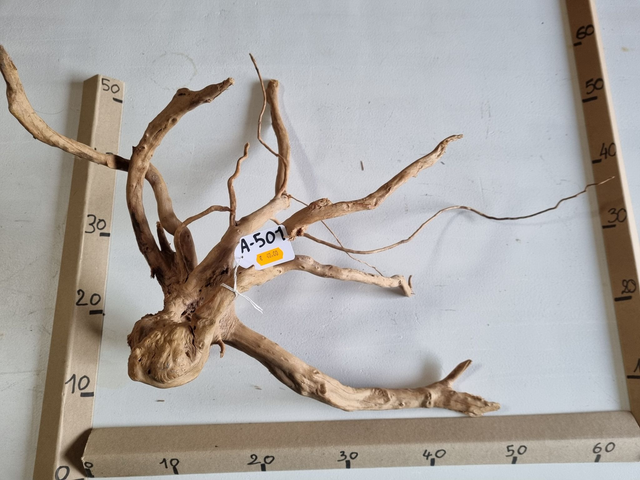 Racine araignée A-501