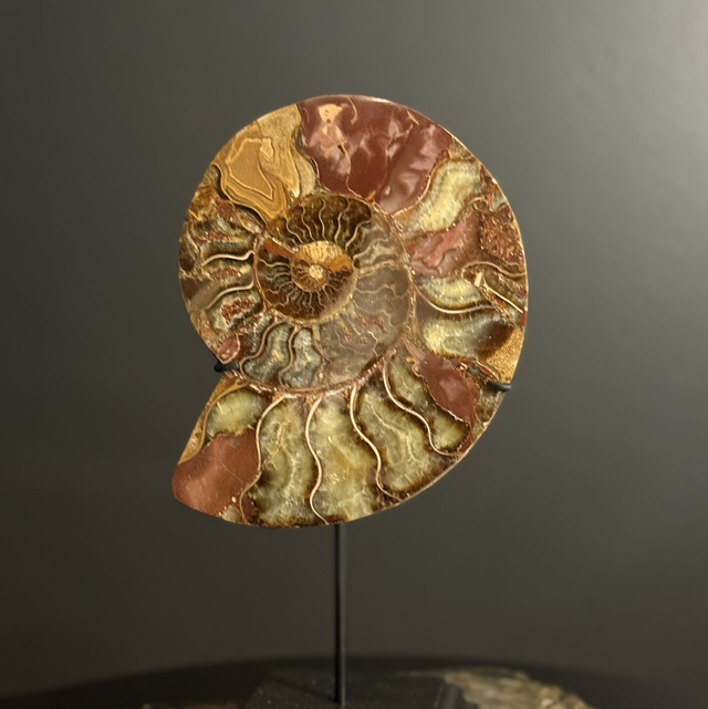 Demi-ammonite polie