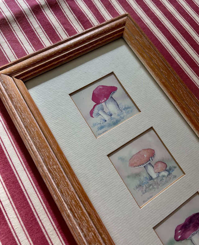 Framed Mushroom Prints By Robin Mullen Quality Miniatures