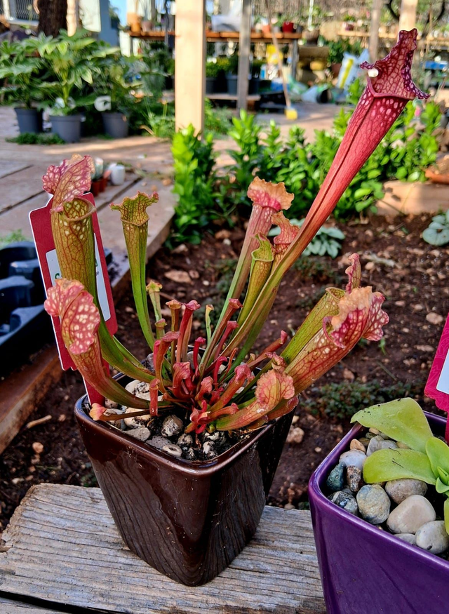G08 . Sarracenia leucophylla in "Mini cachpot"