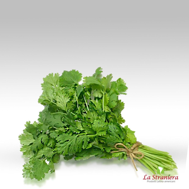 Culantro Fresco X2 Pack