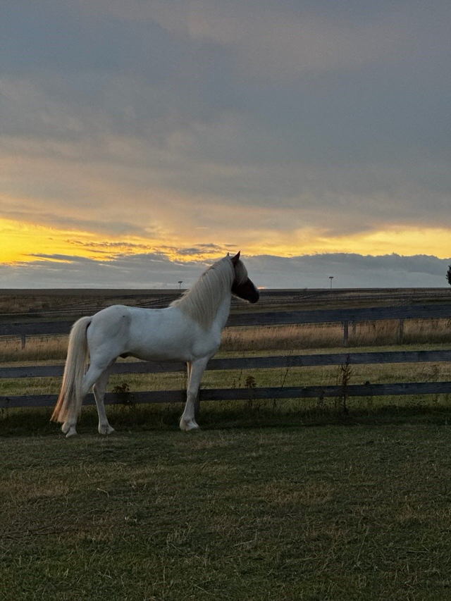 Decktaxe Árvakur von Blómatún