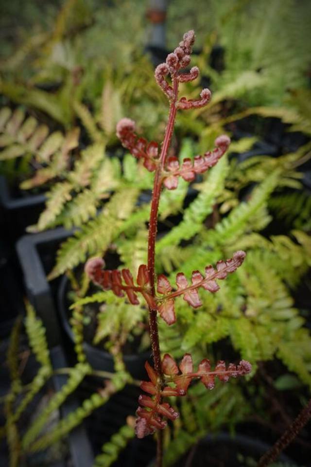 Dryopteris erythrosora ‘prolifica’- Japanese Copper Shield Fern plug plant