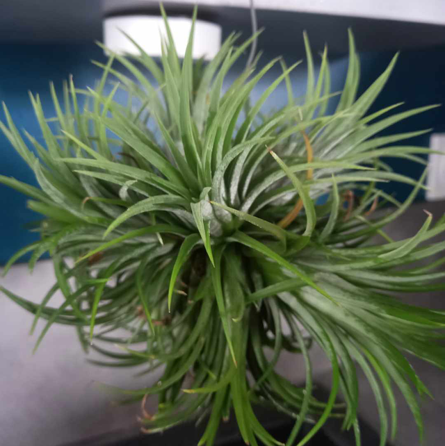 Tillandsias 