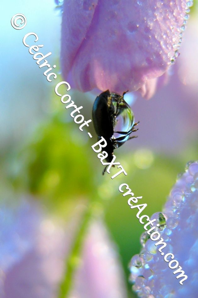 Impression sur alu dibond - Le petit monde du Vivant (ref 2762)