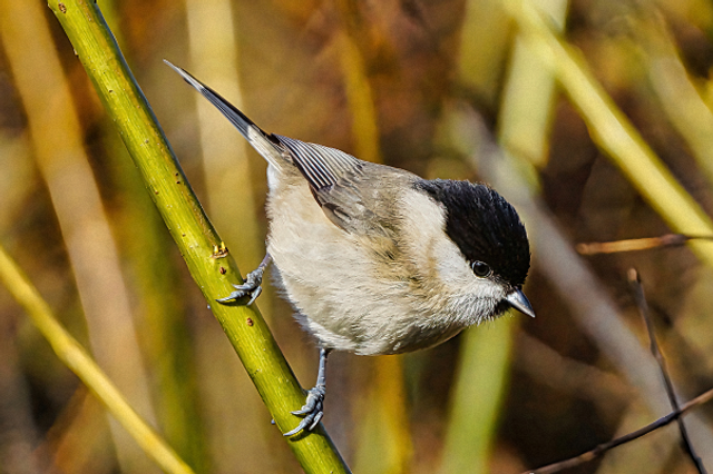 Mésange nonnette