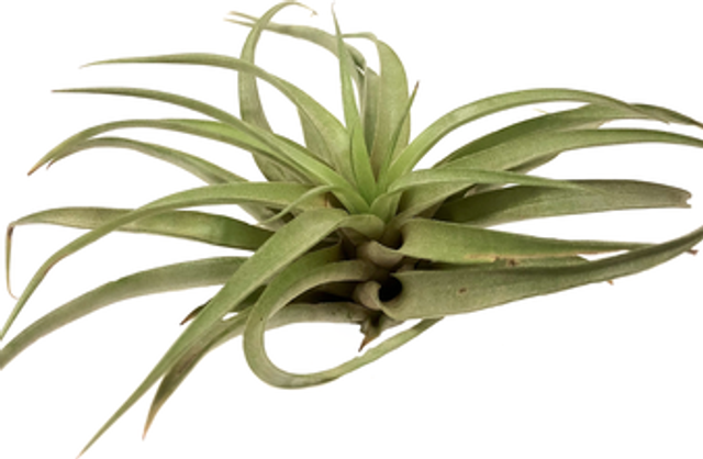 Tillandsia capitata peach XL