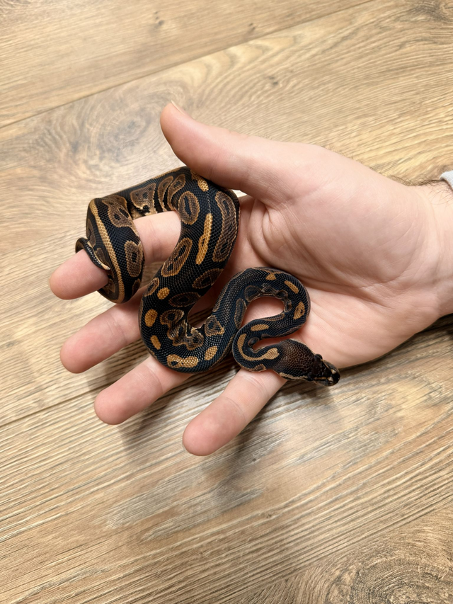 CB26 Cinnamon Het Ultramel Het Pied Male