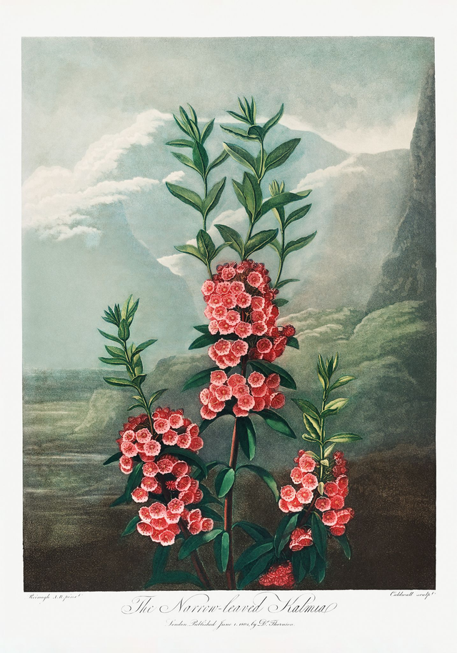 The Narrow Leaved Kalmia