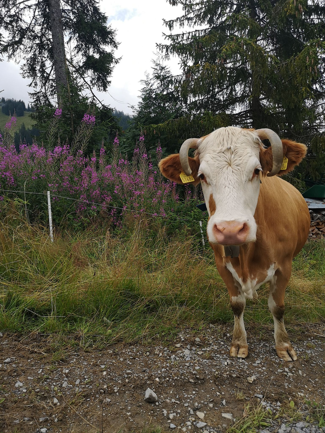 Alpbesuch Kühe & Pferde | Visit Cows & Horses