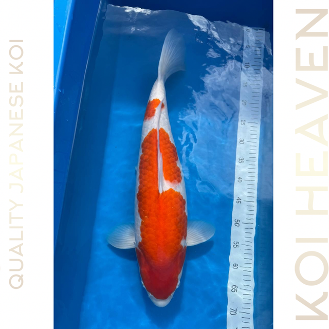 Okawa koi farm  Kohaku  Sansai  60cm  Female