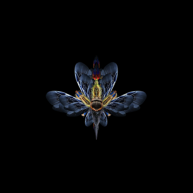 Imago Gris | Tirage 3/8