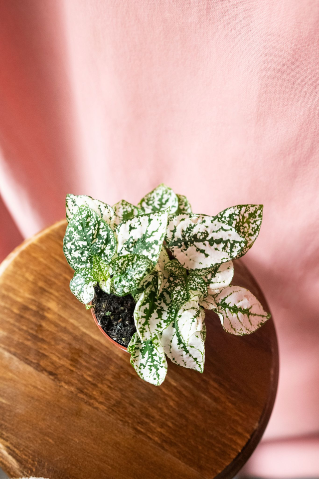 Hypoestes Phyllostachys Blanc 🌿