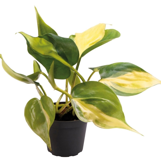 PT Philondendron Scandens Brazil 8715897361630