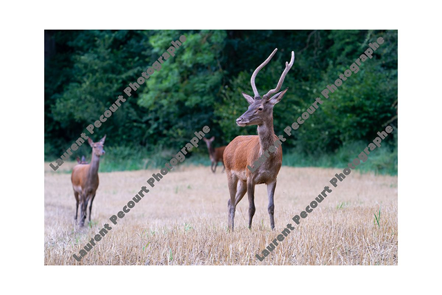 Cerf
