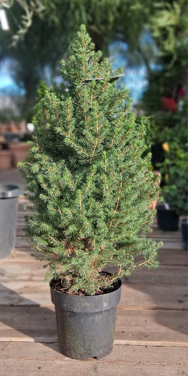 H21 . Picea Glauca Conica vaso 23