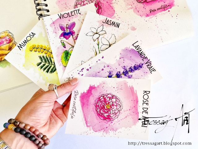 LOT 5 CARTES "PLANTES A PARFUM" de Grasse - Jasmin, Rose, Lavande, Violette, Mimosa - TR025007