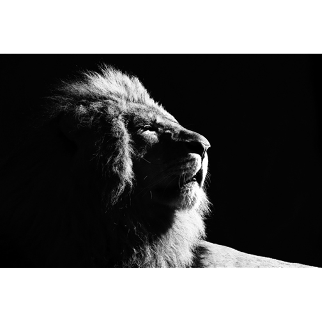 Lion bain de soleil (Noir & Blanc) - ref: 4448nb