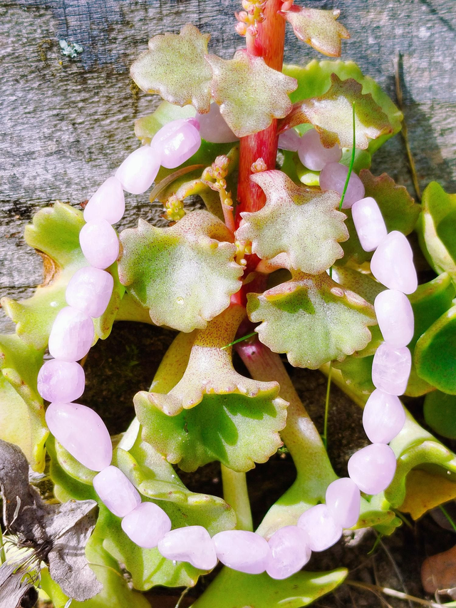 Bracelet Kunzite 