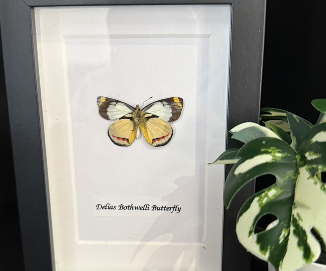 Delias Bothwelli Butterfly