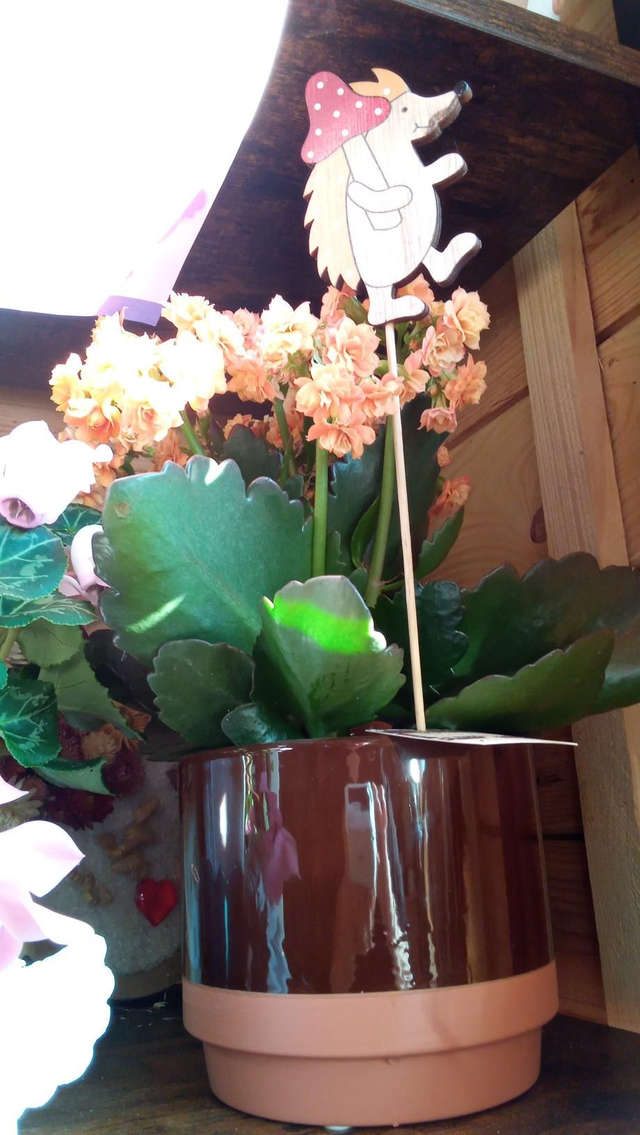 KALANCHOE CP CERA MARON