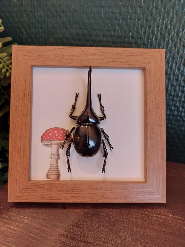 Cadre avec un scarabée et un champignon 