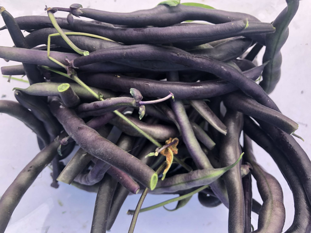 Tray fresh dwarf purple beans 