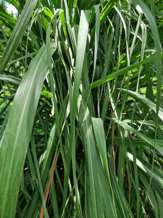 Citronnelle bio -30g