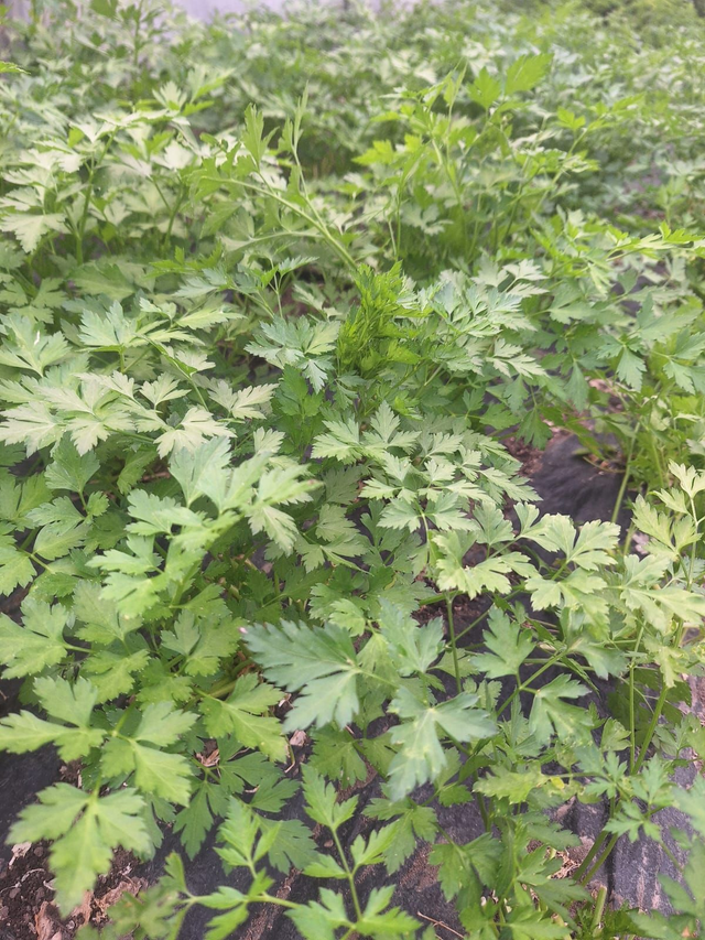 Persil plat bio 🌿