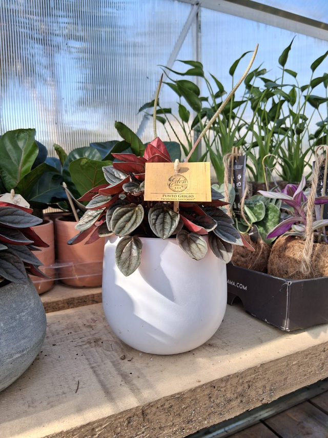 C28 . Peperomia 'Santorini' in VITORIA14 cachpot