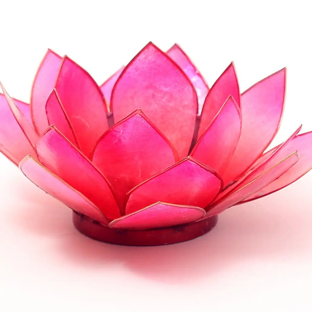 Lotus lumineux « summer sun » corail rose