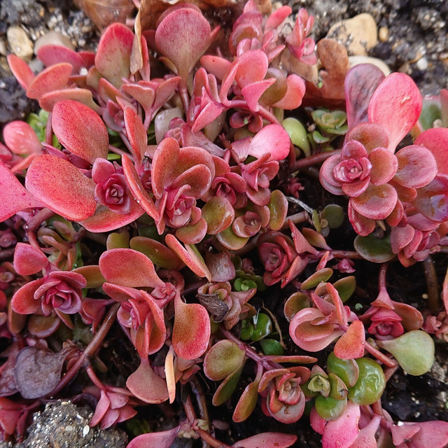 Sedum tetractinum ‘Coral Reef’