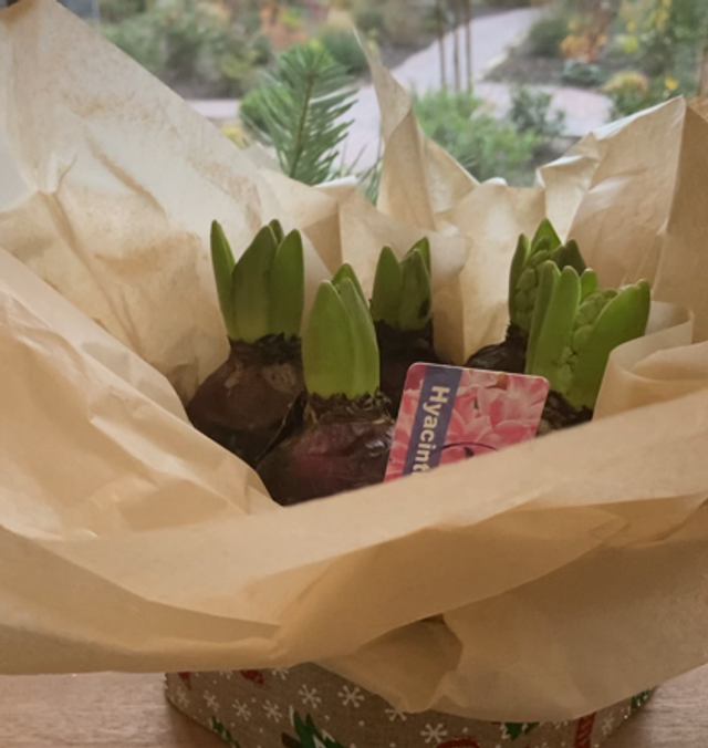 Hyacinth 5 Bulb pots