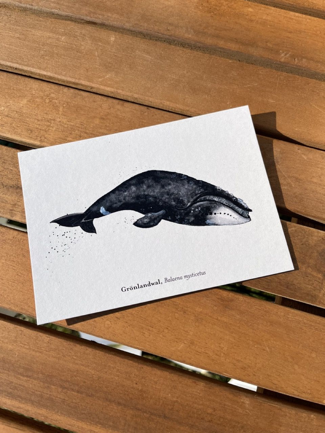 Postkarte Wal "Grönlandwal"