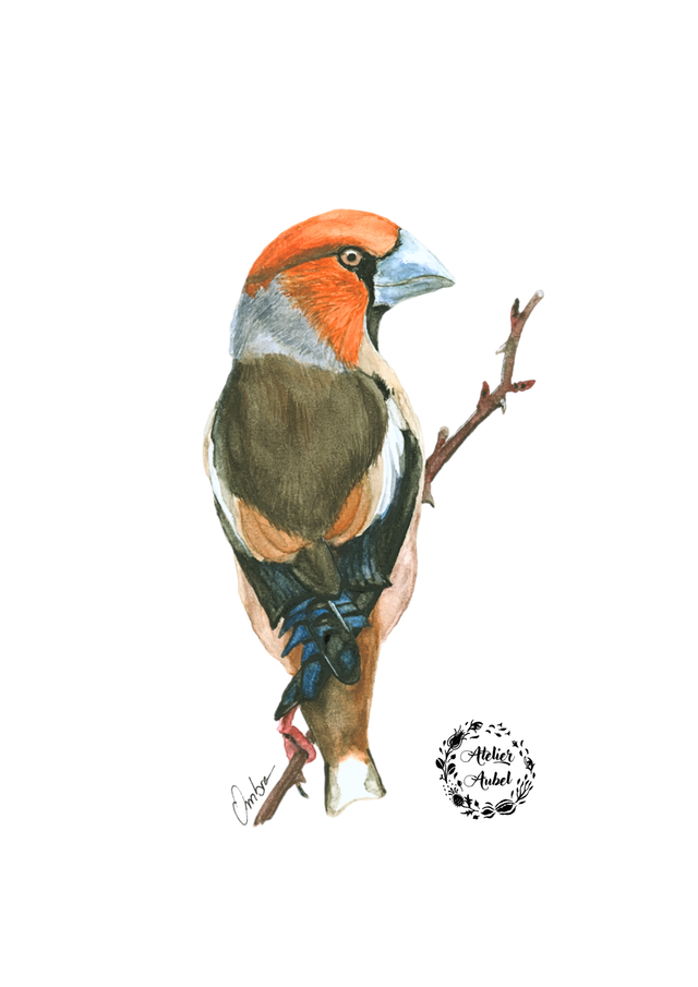 Gros-bec casse-noyaux