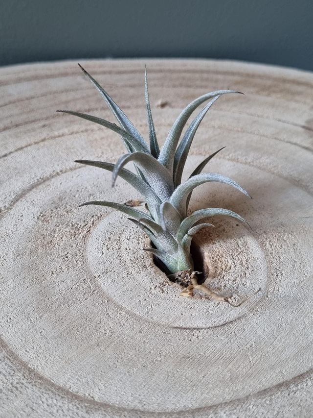 Tillandsia xiphioides x alberi 