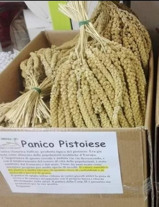 Panico di Pistoia al kg spighe sfuso