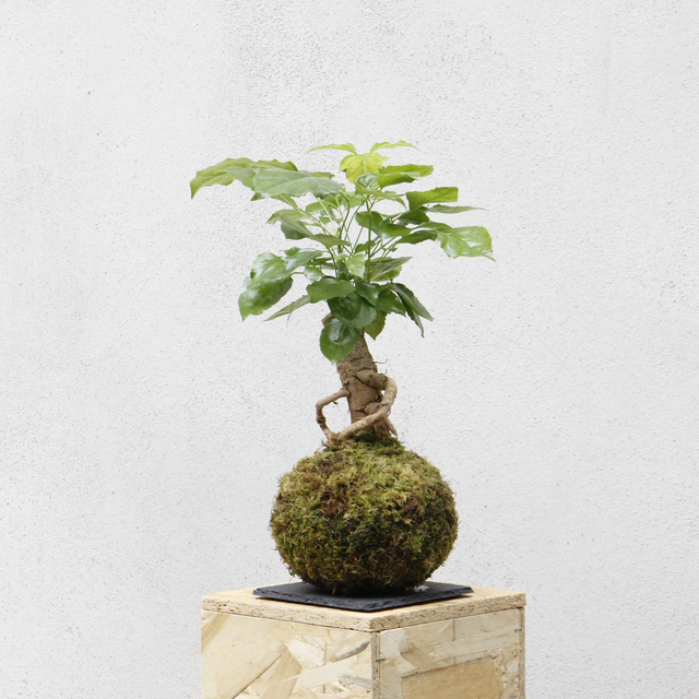 Radermachera Kokedama 