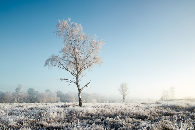 Clear Blue Frosty Tree